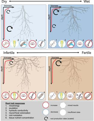 Tradeoffs and Synergies in Tropical Forest Root Traits and Dynamics for Nutrient and Water Acquisition: Field and Modeling Advances